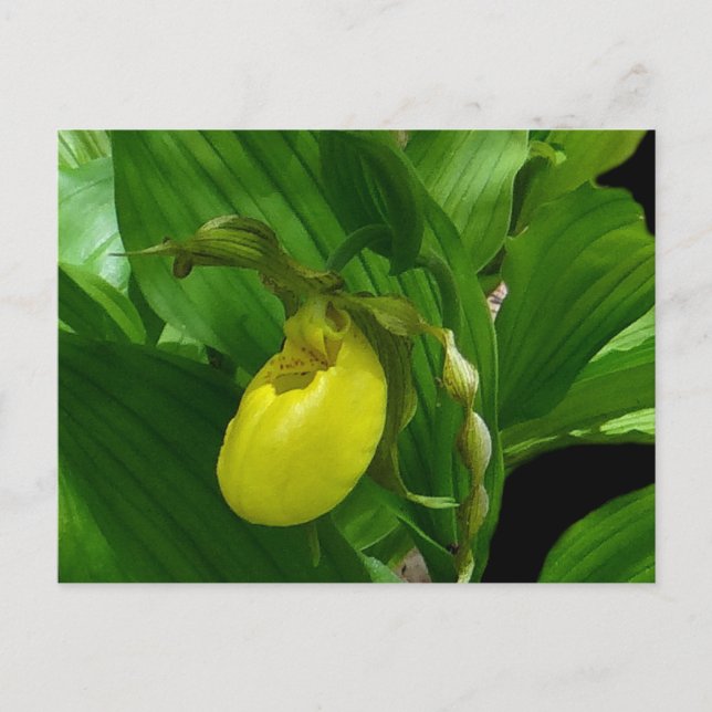 Cartão Postal Ladyslipper amarelo (Frente)