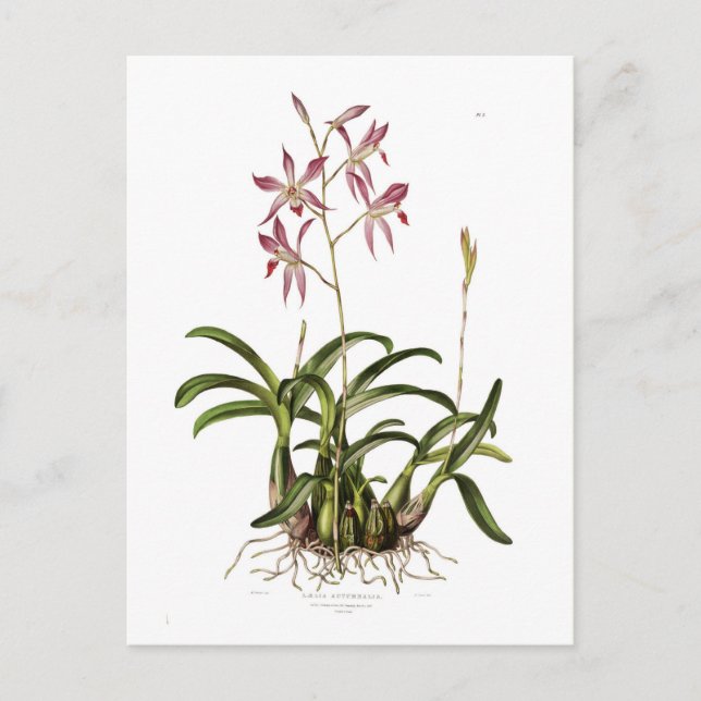 Cartão Postal Laelia autumnalis (Frente)