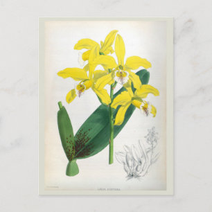 Cartão Postal Laelia Xanthina Vintage Orquídea Amarela Lindenia