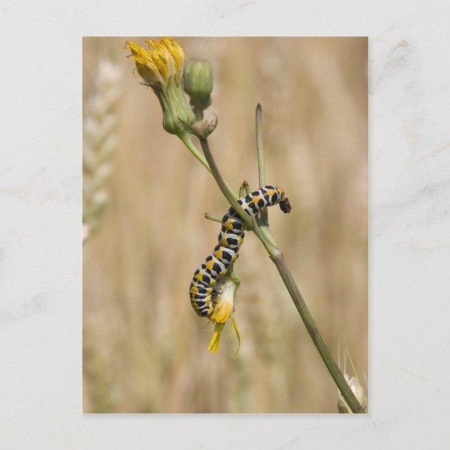 Cartão Postal lagarta (Frente)