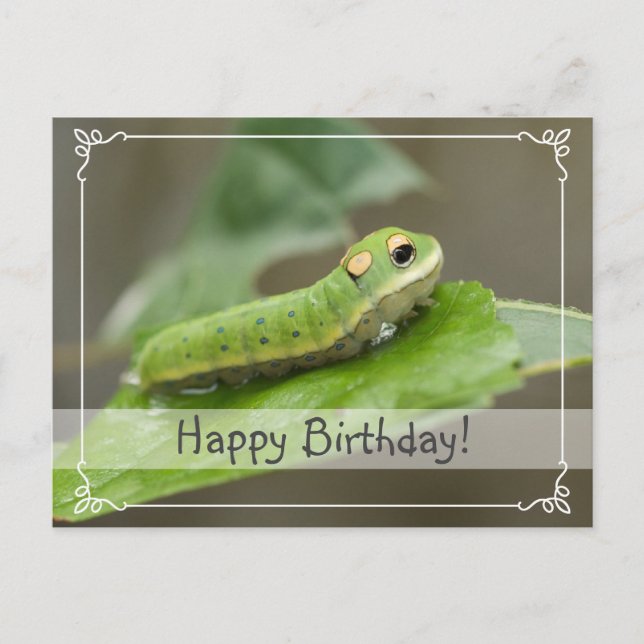 Cartão Postal Lagarta-Borboleta Larva (Frente)