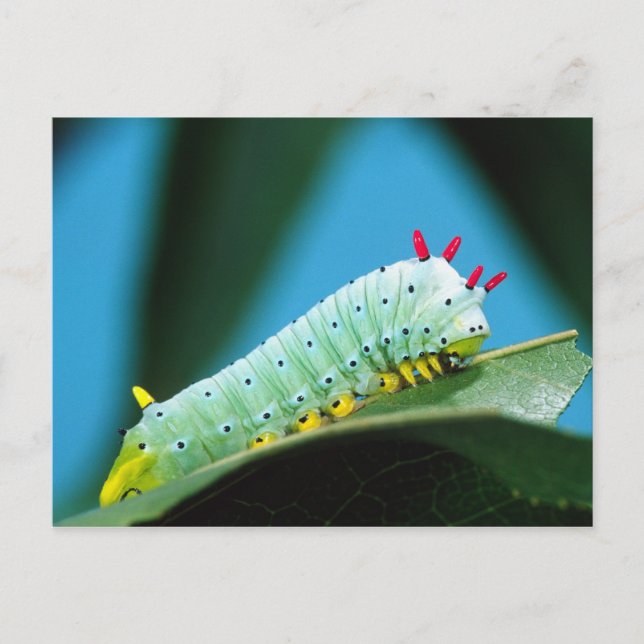 Cartão Postal Lagarta da Mariposa Prometeu, Callosamia (Frente)