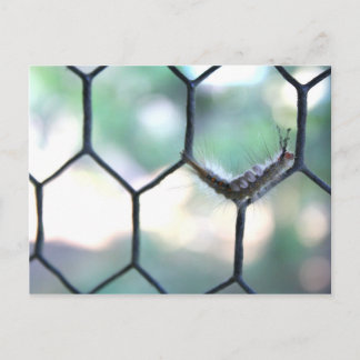 Cartão Postal Lagarta Louca