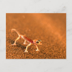 Cartão Postal Lagartixa Palmatogecko em Duna de Areia, Swakpomun