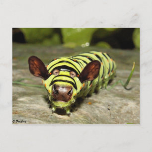 Cartão Postal Lagarto