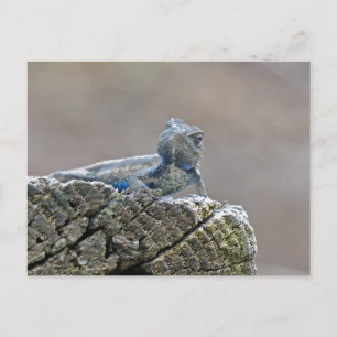 Cartão Postal Lagarto de Barriga Azul