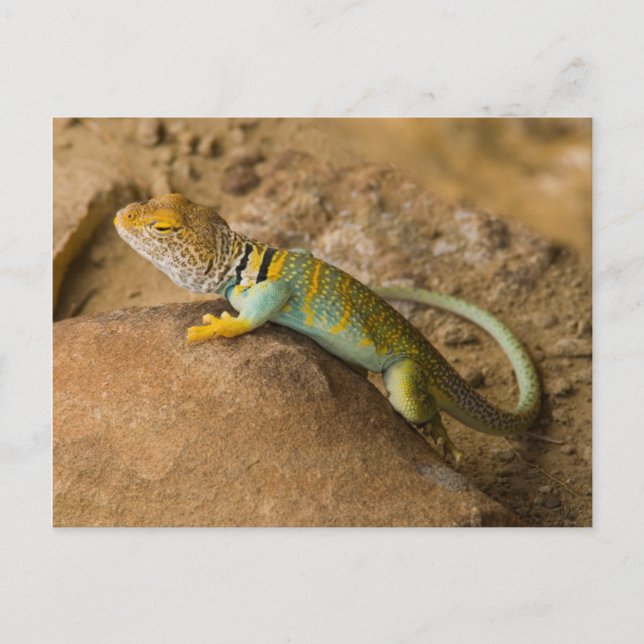Cartão Postal Lagarto-de-colar (Frente)