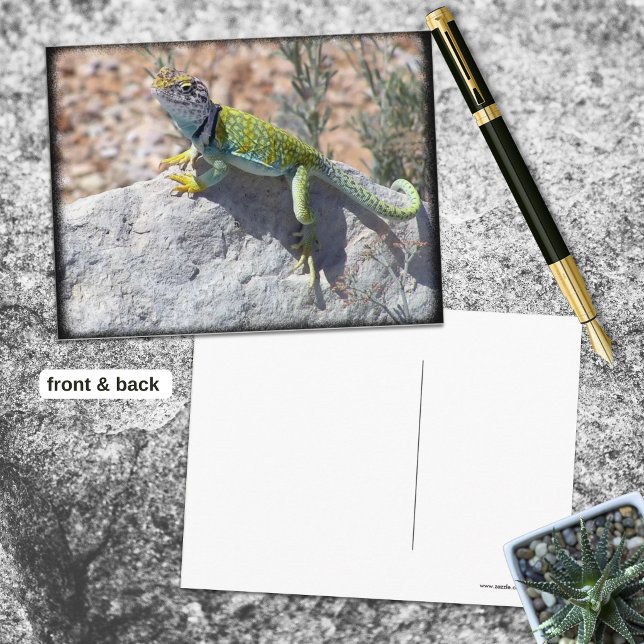 Cartão Postal Lagarto de Colar Tomando Sol em uma Rocha Fotograf (Colorful collared lizard sunning on a rock postcard front with blank back.)
