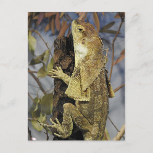 Cartão Postal Lagarto de colarinho
