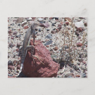 Cartão Postal lagarto-de-coleira-branca