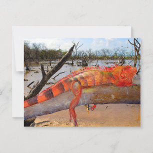 Cartão Postal Lagarto-de-laranja-preto em Margarita