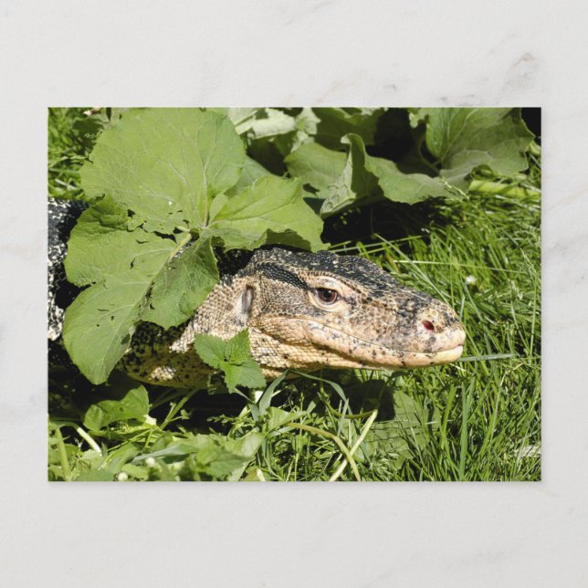 Cartão Postal Lagarto de monitoração de água (Frente)