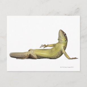 Cartão Postal Lagarto-de-parede deitado - Podarcis muralis