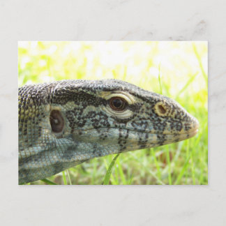 Cartão Postal Lagarto-do-nilo
