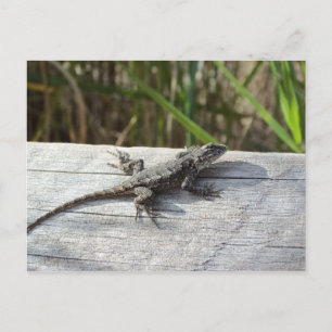 Cartão Postal Lagarto em Henlopen, Delaware