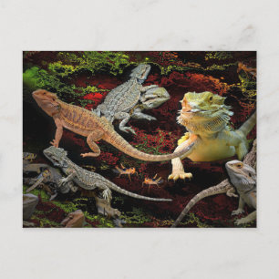 cartão postal lagarto galore