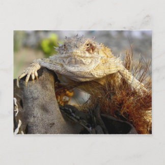 Cartão Postal lagarto horned