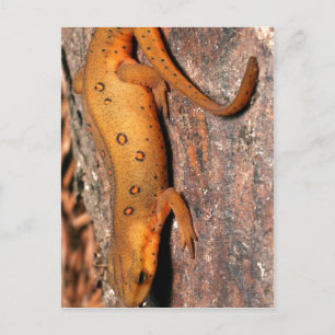 Cartão Postal Lagarto oriental do Newt