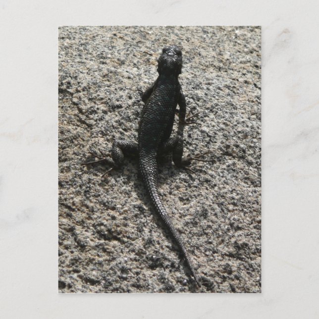 Cartão Postal Lagarto Preto (Frente)