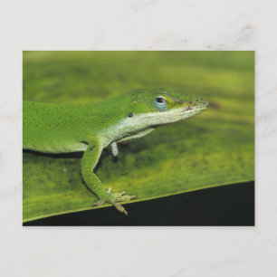 Cartão Postal Lagarto-verde, Anolis carolinensis, adulto em palm