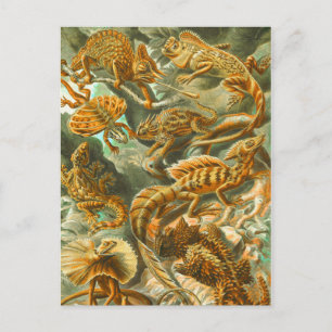 Cartão Postal Lagartos