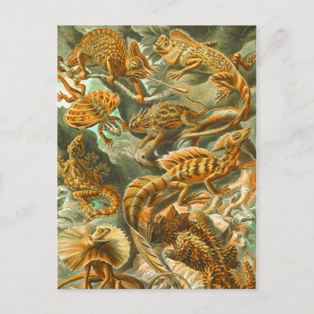 Cartão Postal Lagartos (Frente)