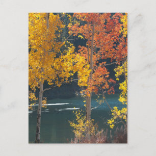 Cartão Postal Lago beaver (lagos Mesa) no outono