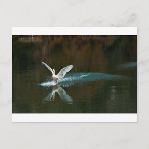 Cartão Postal lago do cisne