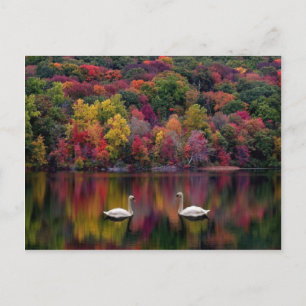 Cartão Postal Lago dos Cisnes