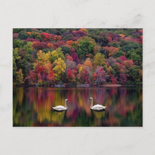 Cartão Postal Lago dos Cisnes (Frente)