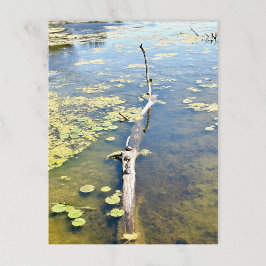 Cartão Postal Lago Erie Metropark Turtle Log Horizontal