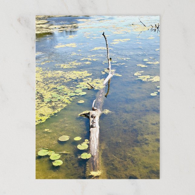 Cartão Postal Lago Erie Metropark Turtle Log Horizontal (Criador carregado)