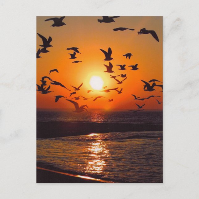 Cartão Postal Lago Erie Sunset (Frente)