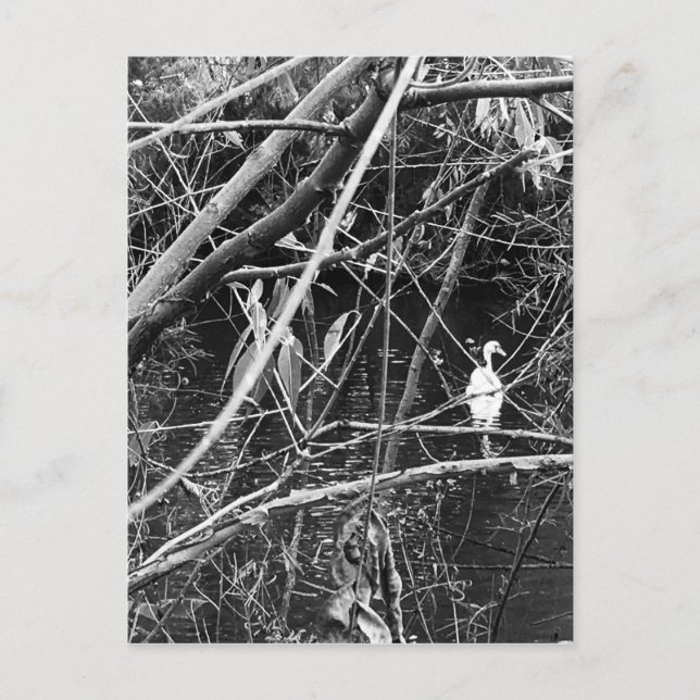 Cartão Postal lago george (Frente)