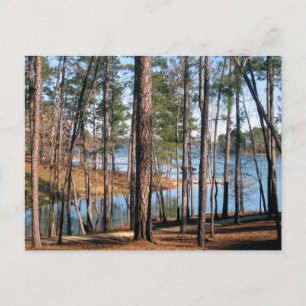 Cartão Postal Lago Martin Floresta à Beira do Lago Alabama Fotog