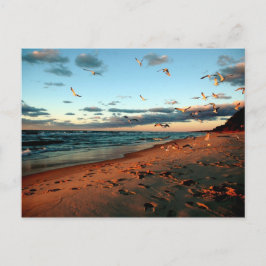 Cartão Postal Lago Michigan Gulls Magic Hour Sunset Seascape