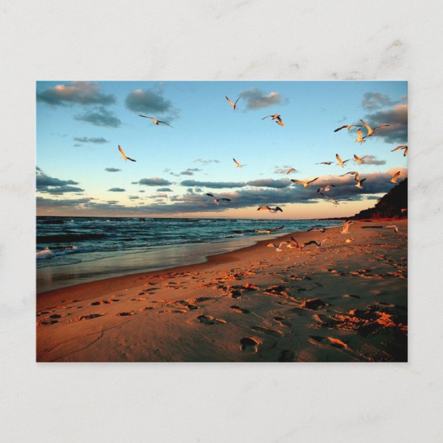 Cartão Postal Lago Michigan Gulls Magic Hour Sunset Seascape (Frente)