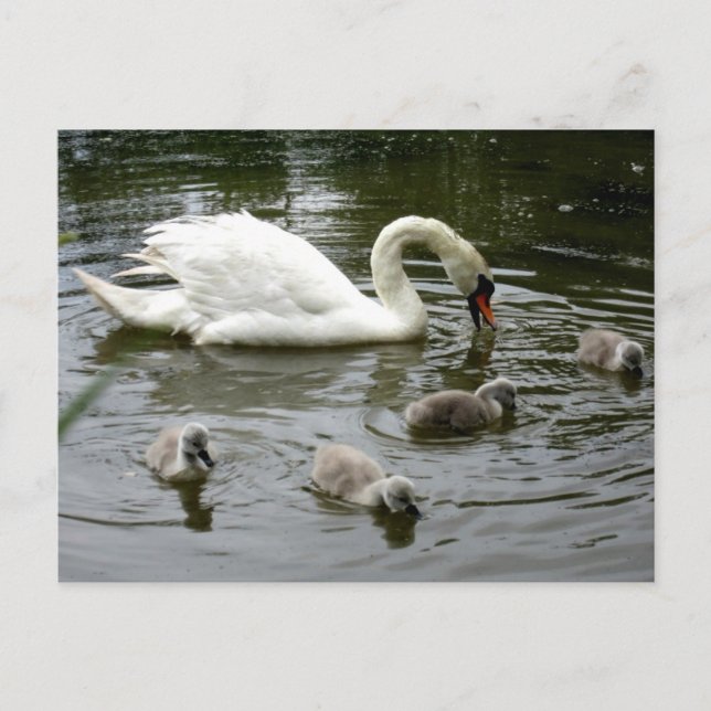 Cartão Postal Lago Swan (Frente)