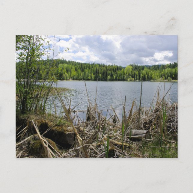 Cartão Postal Lago Trees e Sky Marshall Lake Boundary B.C. (Frente)