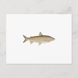 Cartão Postal Lago Whitefish