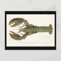 Lagosta Americana - Sherman Denton Fish Lithograph
