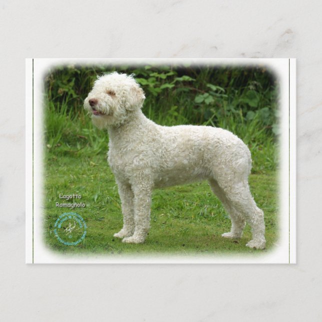 Cartão Postal Lagotto Romagnolo 9M048D-03 (Frente)