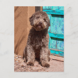 Cartão Postal Lagotto Romagnolo que espera por uma porta azul