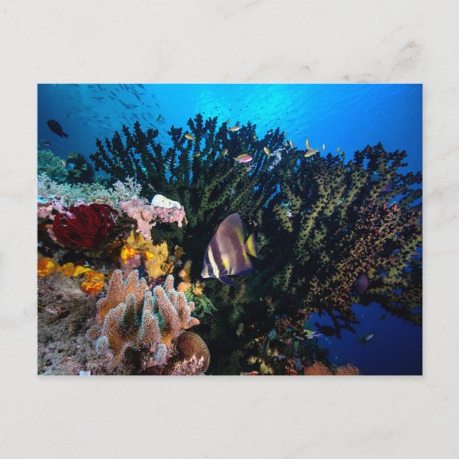 Cartão Postal Laja Ampat Underwater 4 (Frente)