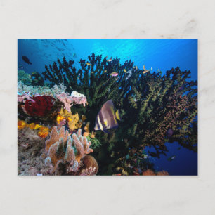 Cartão Postal Laja Ampat Underwater 4