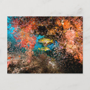 Cartão Postal Laja Ampat Underwater 6