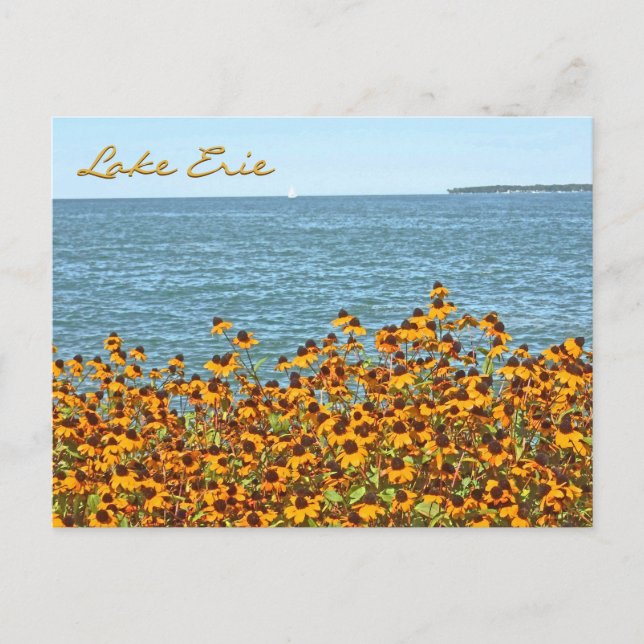 Cartão Postal Lake Erie E Brown-Eyed Susans/Lakeside, Ohio (Frente)