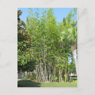 Cartão Postal Lakeside Bamboo