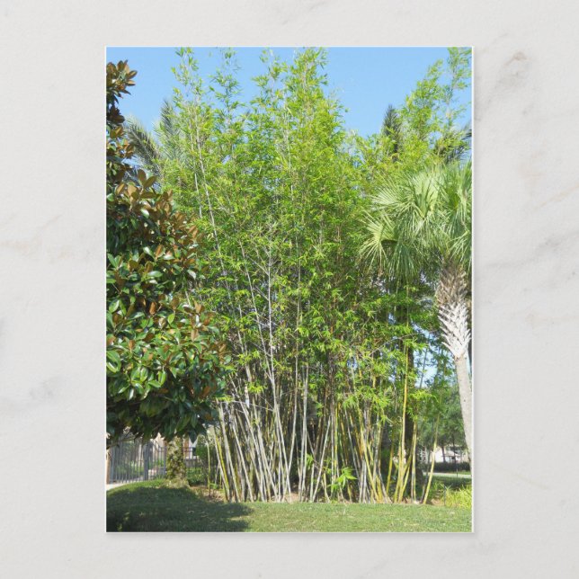 Cartão Postal Lakeside Bamboo (Frente)