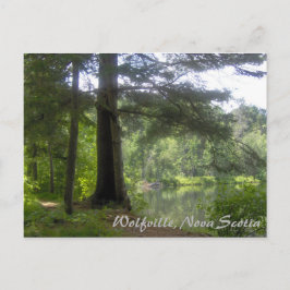Cartão Postal Lakeside Woodland
